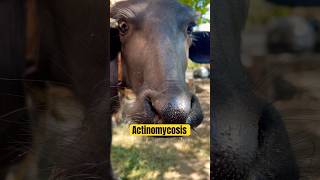 Actinomycosis diseases in buffalo calf  Vet care official animal disease shorts viralvideo [upl. by Casavant]