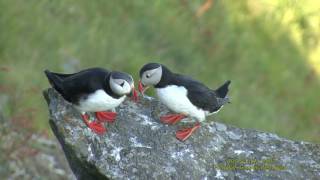 LUNNEFÅGEL Atlantic Puffin Fraterucula arctica Klipp  1991 [upl. by Eachelle]