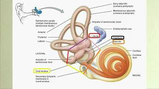 Kulak Anatomisi 2 İç Kulak [upl. by Elletsirk]