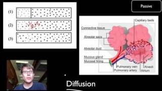 Detailed Animation on Facilitated Diffusion [upl. by Ahsinrat]