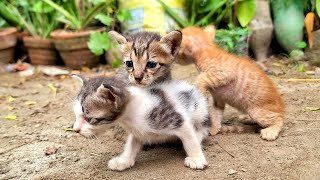 Homeless Kittens crying out loud for Mother Cat [upl. by O'Donovan]