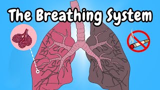 The Breathing System Overview [upl. by Durning]