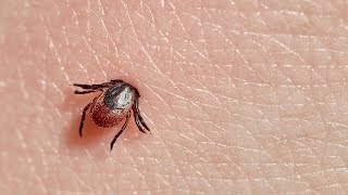 Are Ticks Turning Predatory [upl. by Neeloc]