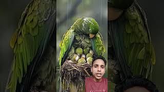 Mam parotitis rescue our babies birds parrot babyrain animals nature sleepingbaby [upl. by Camilo]