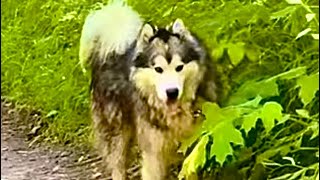 My beautiful Husky Friend  Husky wolf dog  Mother wolf and Father Husky dog  Name wolf boy 🐺 [upl. by Ecnatsnok]