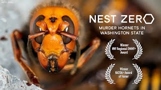 Nest Zero  Murder Hornets in Washington State [upl. by Myranda]