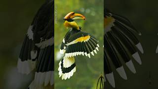 Hornbills have an amazing strategy to make their nests foryou birds animalfactsside shorts [upl. by Alda]