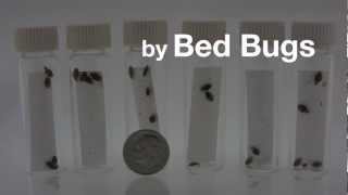 How to Get Rid of Bed Bugs  The ZappBug Oven [upl. by Franck]