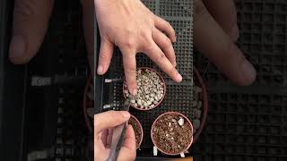 Planting lithops plants lithop lithops lithotherapy lithopscare [upl. by Esenej314]