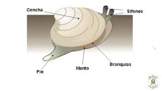 Los moluscosCaracterísticas generales [upl. by Nairrot]