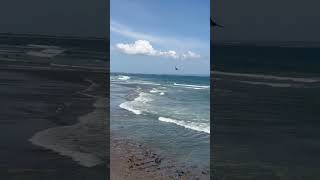 Birds at Prerenan beach Bali [upl. by Alien]