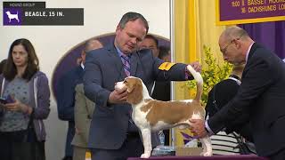 Beagles 15 In  Breed Judging 2020 [upl. by Yusuk]