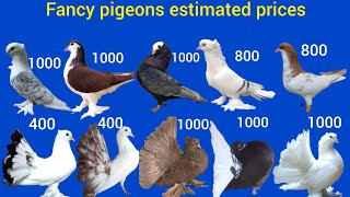 pigeons prices in rupees pigeon [upl. by Amaris988]