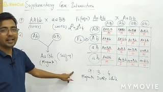 Supplementary Gene Interaction [upl. by Ythomit606]