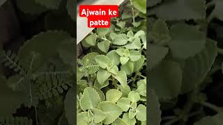 Ajwain ke patte ke fayde plants gharelunuske ghareluupaye factsinhindi [upl. by Fritzie]