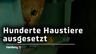 Tierschutzverein mahnt Viele Haustiere werden zum Ferienbeginn ausgesetzt [upl. by Naedan456]