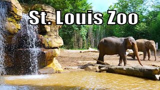 St Louis Zoo Full Walking Tour [upl. by Azelea]