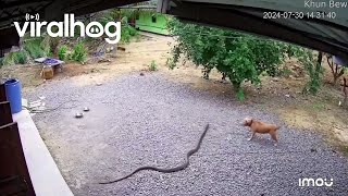 Barking Dog Scares Away Snake  ViralHog [upl. by Senecal]