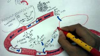 Lipid metabolism and Lipoprotein transport [upl. by Eceela659]