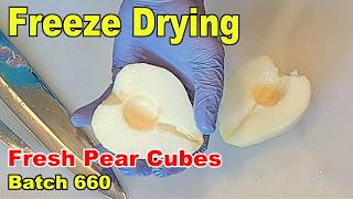 Freeze Drying  Batch 660  Pear Cubes for a Chocolate Coating Test [upl. by Maurie]