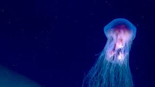 Medusa jellyfish spotted by NOAAs Ocean Explorer [upl. by Bonneau]