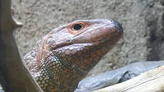 Caiman Lizard Rainforest of the Americas LA Zoo Los Angeles CA USA Sept 5 2024 Summer 105 Degrees [upl. by Aysan]