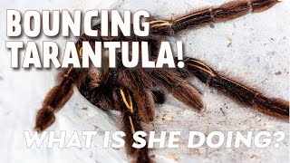 BOUNCING TARANTULA [upl. by Enej514]