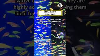 Zebra Danio Unique Facts shorts uniquefishfacts zebradanio [upl. by Juditha269]