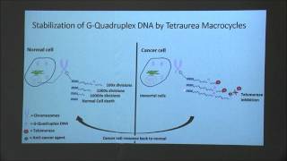 The stabilization of telomeric GQuadruplex DNA by tetraurea macrocycles UB3MT [upl. by Nylorak]