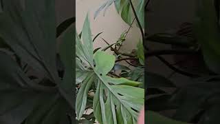 My monstera plant KAARIGIRIbyMayuriPatel plants houseplants gardening [upl. by Htaek]