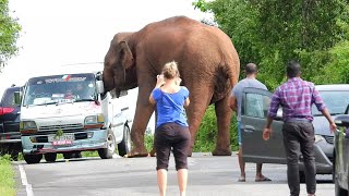 quotTourists Capture Close Encounter with Wild Elephant Blocking Vanelephant [upl. by Illa]