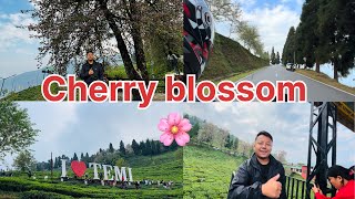 Temi tarku cherry blossom 🌸 hernu gako flop😂 vlogsvideo sikkimesevlogger travel youtubesong [upl. by Gallager]