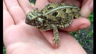 Поимка рогатой жабовидной ящерицы Phrynosoma cornutum [upl. by Aneeb]