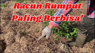 2 Jenis Racun Rumput Paling Sesuai Untuk Kebun [upl. by Peedsaj]