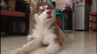 Husky Puppy Crying and Howling [upl. by Kele432]