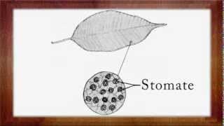 Biologie Clasa a 5a Lectia Alcatuirea frunzei [upl. by Yorle889]