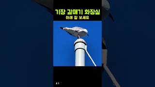 기장 갈매기 화장실 Seagull Restroom rvlifestyle [upl. by Ofori138]