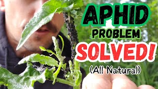 Aphid Control and Prevention 100 Natural  NO Pesticides [upl. by Rozelle]