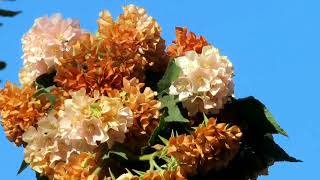 Dombeya Flowering Season EndsDrying Brown Flower Clusters [upl. by Ativad945]