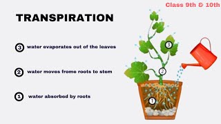 Transportation in Plants  Life processes  class 9th amp 10th [upl. by Gauldin774]