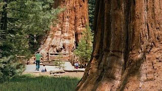 Sequoia National Park  Kings Canyon [upl. by Mckenzie]