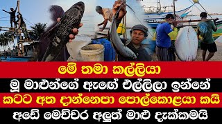 මේ තමා කල්ලියා  මූ මාළුන්ගේ ඇඟේ එල්ලිලා ඉන්නේ  කටට අත දාන්නෙපා පොල්කොළයා කයි [upl. by Neille]