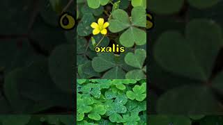 oxalis strictaa plants foryou pertanian perkebunan shortvideo shorts shortsfeed short [upl. by Gasser824]