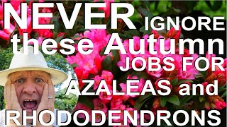 Never Ignore these Autumn Jobs for Rhododendrons and Azaleas [upl. by Artcele]