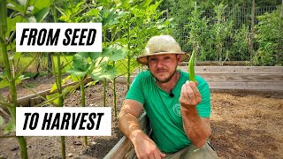 How to Grow Okra In Raised Beds or Containers From Seed to Harvest [upl. by Artened339]