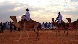 Nouakchott début du festival nomade mauritanien [upl. by Malha825]