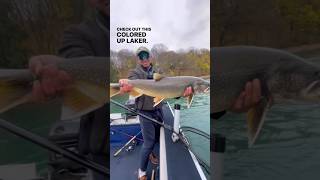 Big Lake Trout caught on the bead  product info in the description fishingshorts [upl. by Ecila]