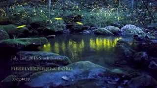 Tennessee Fireflies Real Time Stock Footage of Synchronous Fireflies 2 [upl. by Ertemed120]