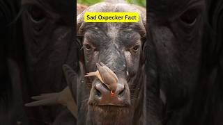 Oxpecker eating ticks amp blood shorts oxpecker bird animal [upl. by Bradeord428]