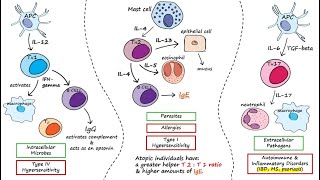 Helper T Cells [upl. by Snahc]